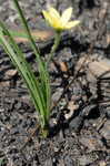 Yellow stargrass
